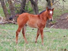 Top Gun Sycamore JW <BR> AQHA PENDING